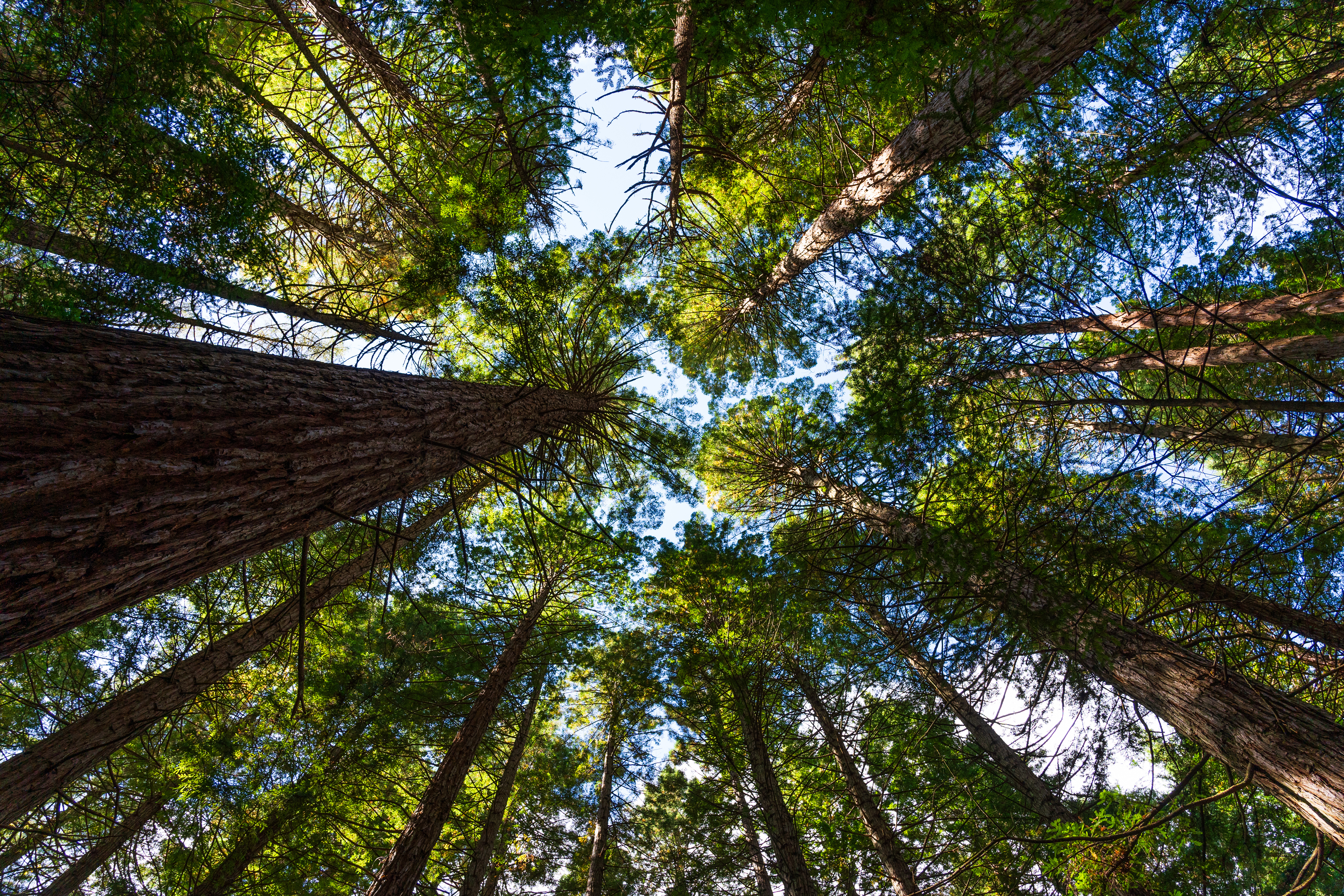 redwood-forest.jpeg